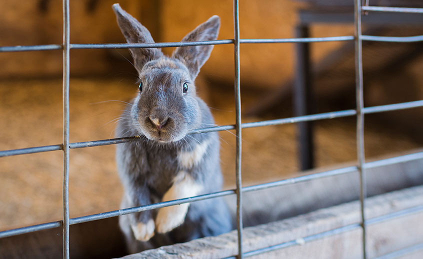 rabbit